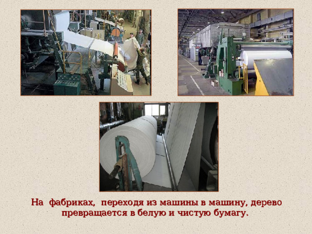 На фабриках, переходя из машины в машину, дерево превращается в белую и чистую бумагу. 