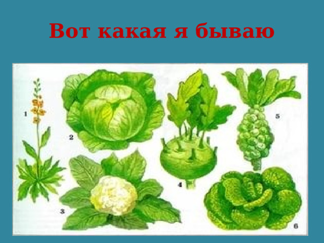 Вот какая я бываю 