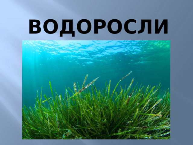 Водоросли 