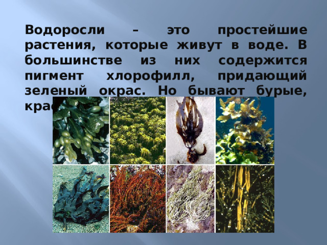 Водоросли – это простейшие растения, которые живут в воде. В большинстве из них содержится пигмент хлорофилл, придающий зеленый окрас. Но бывают бурые, красные, золотистые растения. 2)Водоросли – это простейшие растения. Некоторые из них невозможно рассмотреть без микроскопа, другие похожи на тонкие шелковые нити, третьи – напоминают длинные зеленые листья. Они могут быть разной окраски, все зависит от того, какой пигмент в них содержится. В большинстве из них содержится пигмент хлорофилл, придающий зеленый окрас. Но бывают бурые, коричневые, золотистые растения.  