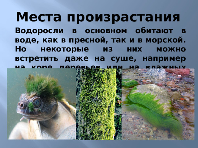 Места произрастания Водоросли в основном обитают в воде, как в пресной, так и в морской. Но некоторые из них можно встретить даже на суше, например на коре деревьев или на влажных камнях. 3)Водоросли в основном обитают в воде, как в пресной, так и в морской. Но некоторые из них можно встретить даже на суше, например на коре деревьев или на влажных камнях. В воде водоросли могут просто плавать, перемещаясь вслед за течением, а могут расти, прикрепившись к подводным предметам. Некоторые виды запросто могут путешествовать, прикрепившись к днищу морских судов.  