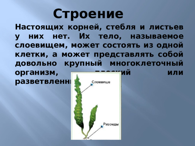 Строение Настоящих корней, стебля и листьев у них нет. Их тело, называемое слоевищем, может состоять из одной клетки, а может представлять собой довольно крупный многоклеточный организм, плоский или разветвленный. 4)Настоящих корней, стебля и листьев у них нет. Их тело, называемое слоевищем, может состоять из одной клетки, а может представлять собой довольно крупный многоклеточный организм, плоский или разветвленный.  