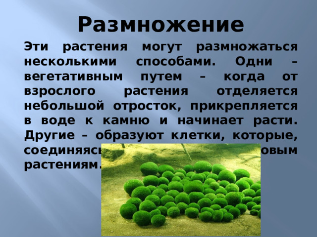 Размножение Эти растения могут размножаться несколькими способами. Одни – вегетативным путем – когда от взрослого растения отделяется небольшой отросток, прикрепляется в воде к камню и начинает расти. Другие – образуют клетки, которые, соединяясь, дают жизнь новым растениям. 5)Эти растения могут размножаться несколькими способами. Одни – вегетативным путем – когда от взрослого растения отделяется небольшой отросток, прикрепляется в воде к камню и начинает расти. Другие – образуют репродуктивные клетки, которые, соединяясь, дают жизнь новым растениям.  