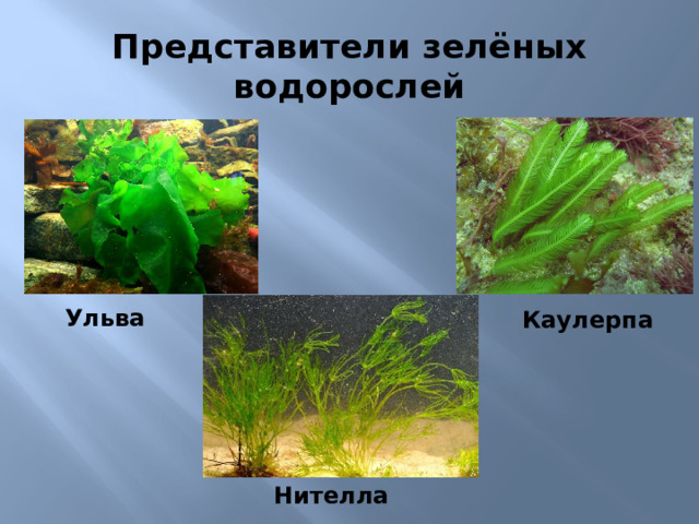 Представители зелёных водорослей Ульва Каулерпа По цвету водоросли бывают зеленые, бурые и красные. 6)Зеленые водоросли – водоросли., которые характеризуются ярко-зеленой окраской из-за большого количества хлорофилла в их клетках. Их чаще всего можно встретить в пресных водоемах и на болотистых участках суши на глубине до 50м. Нителла  