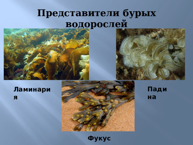 Представители бурых водорослей Падина Ламинария 7)Бурые водоросли почти всегда обитают в морях и океанах, т. е. в соленой водах на глубине 5-15 м. Все они многоклеточные. Фукус  