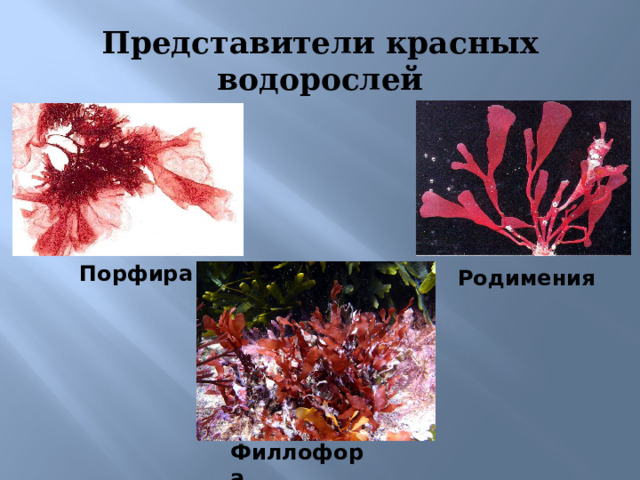 Представители красных водорослей Порфира Родимения 8)Красные водоросли обитают на глубине до 200 м в основном в морях, в пресных водах встречаются лишь некоторые представители. Если среди бурых водорослей нет одноклеточных форм, то среди красных они есть. Филлофора  