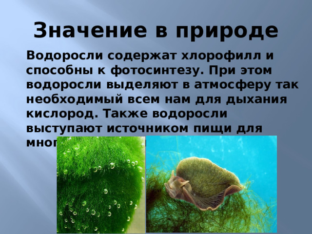 Значение в природе Водоросли содержат хлорофилл и способны к фотосинтезу. При этом водоросли выделяют в атмосферу так необходимый всем нам для дыхания кислород. Также водоросли выступают источником пищи для многих других живых существ. 