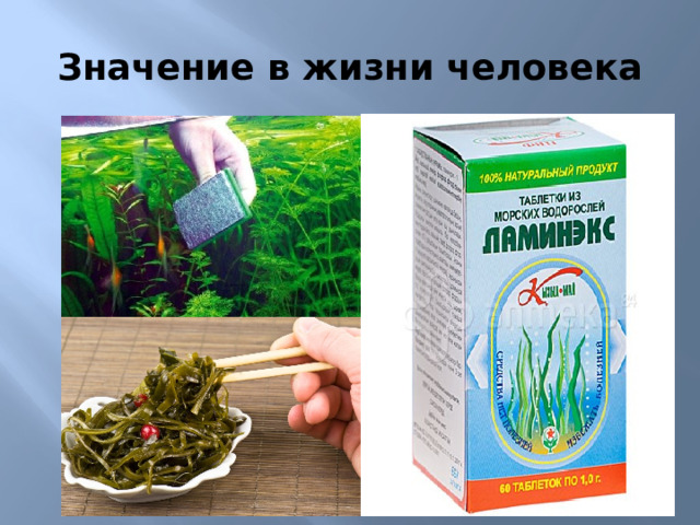 Значение в жизни человека 10)Люди издавна используют водоросли в качестве пищи, ведь они богаты витаминами и минералами, особенно йодом, благотворно влияют на работу сердца и выводят из организма тяжелые металлы и вредные вещества. Но кроме этого, ряд водорослей активно используется для очистки воды в искусственных замкнутых системах, например, аквариумах. Выделяют из водорослей полезные вещества, которые используются в качестве БАДов, входят в витаминно-минеральные комплексы и активно применяются в кулинарии.  