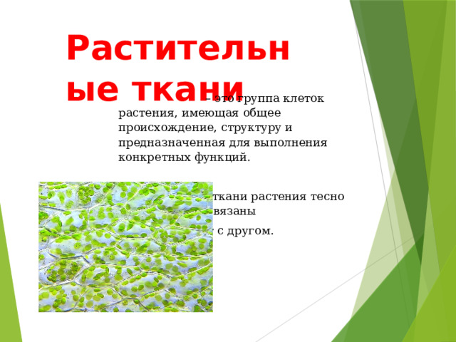 Растительные ткани  – это группа клеток растения, имеющая общее происхождение, структуру и предназначенная для выполнения конкретных функций.    Все ткани растения тесно    взаимосвязаны    друг с другом. 