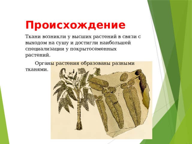 Происхождение Ткани возникли у высших растений в связи с выходом на сушу и достигли наибольшей специализации у покрытосеменных растений.  Органы растения образованы разными тканями. 