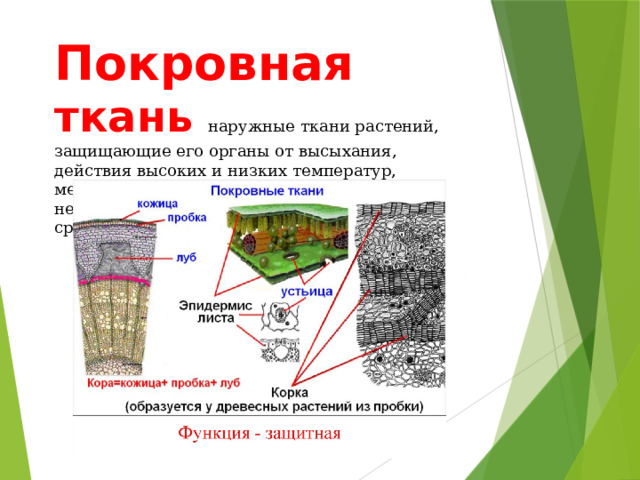 Покровная ткань наружные ткани растений, защищающие его органы от высыхания, действия высоких и низких температур, механических повреждений и других неблагоприятных воздействий окружающей среды 