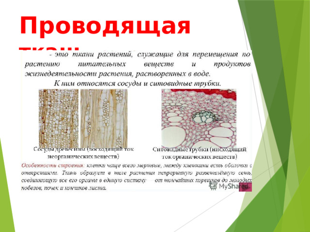 Проводящая  ткань 