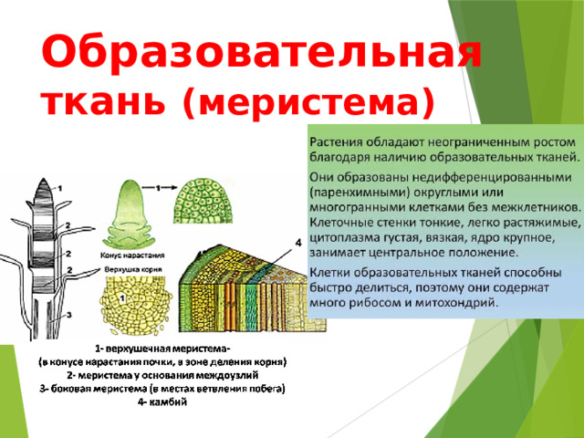 Образовательная  ткань (меристема) 