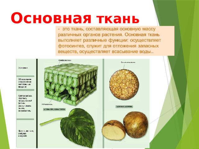 Основная  ткань 