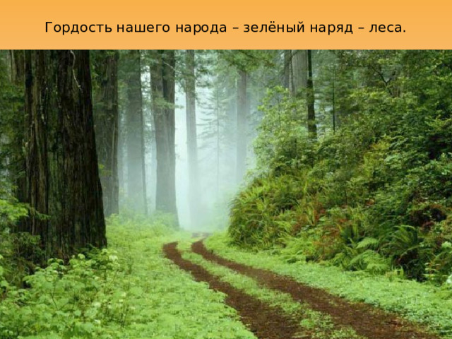 Гордость нашего народа – зелёный наряд – леса. 