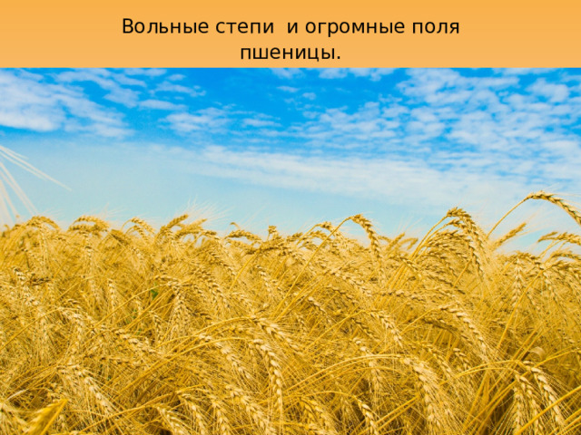 Вольные степи  и огромные поля пшеницы. 