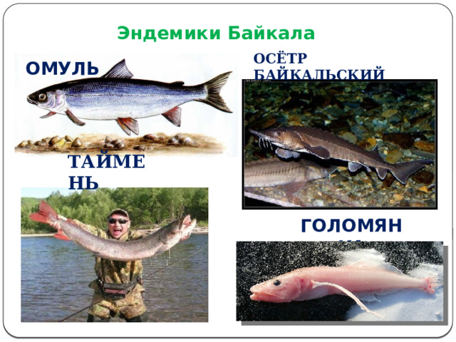  Эндемики Байкала Осётр байкальский ОМУЛЬ Таймень ГОЛОМЯНКА 