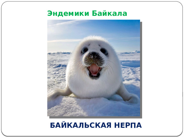  Эндемики Байкала БАЙКАЛЬСКАЯ НЕРПА 