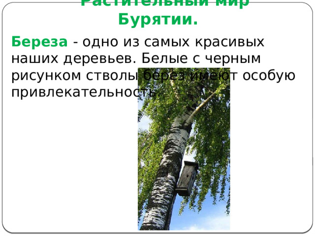 Растительный мир Бурятии.  Береза - одно из самых красивых наших деревьев. Белые с черным рисунком стволы берез имеют особую привлекательность. 