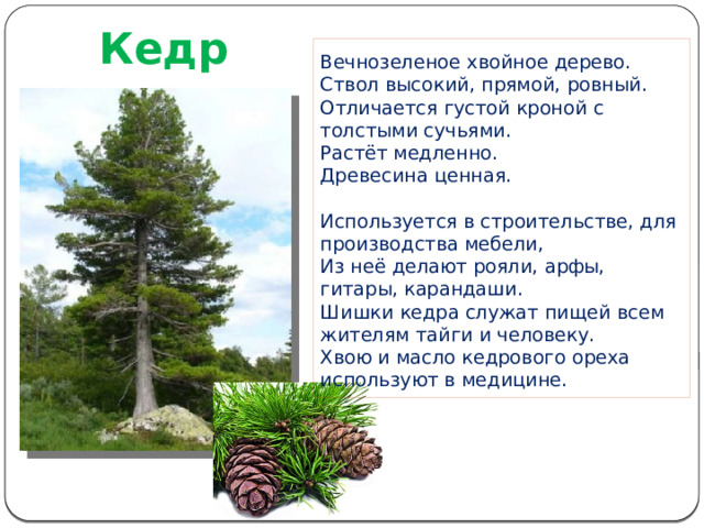  Кедр Вечнозеленое хвойное дерево. Ствол высокий, прямой, ровный. Отличается густой кроной с толстыми сучьями. Растёт медленно. Древесина ценная. Используется в строительстве, для производства мебели, Из неё делают рояли, арфы, гитары, карандаши. Шишки кедра служат пищей всем жителям тайги и человеку. Хвою и масло кедрового ореха используют в медицине. 
