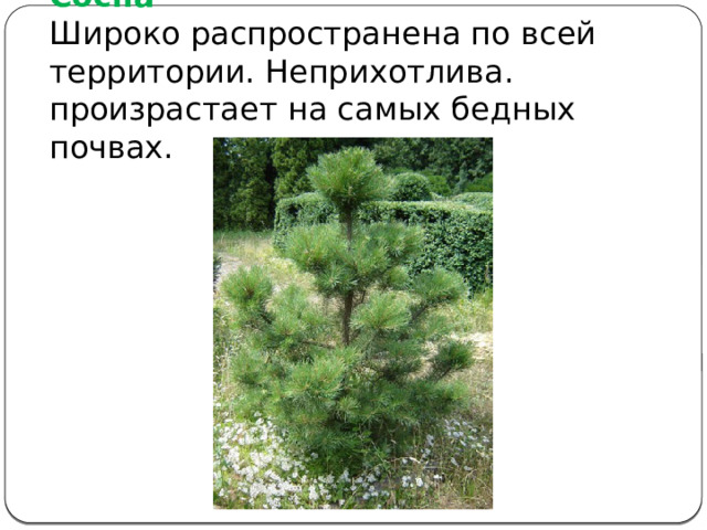Сосна  Широко распространена по всей территории. Неприхотлива. произрастает на самых бедных почвах. 