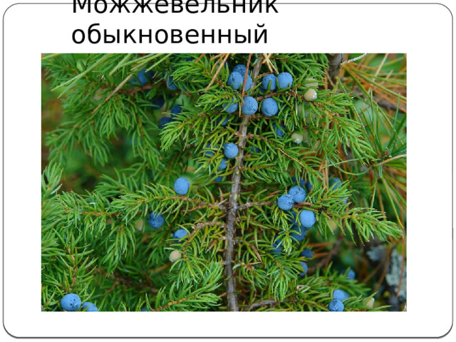 Можжевельник обыкновенный 