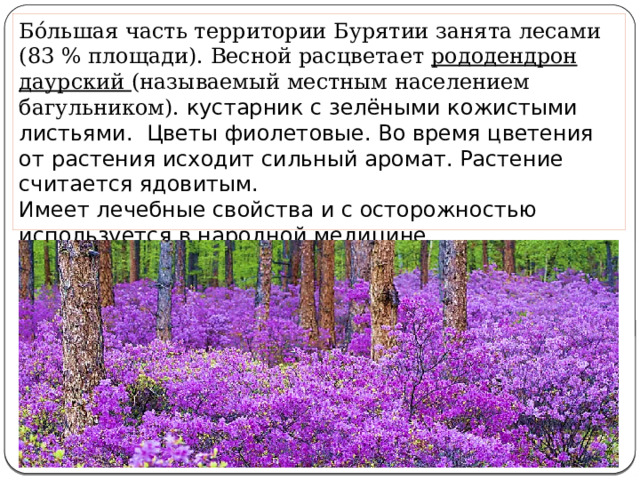 Бо́льшая часть территории Бурятии занята лесами (83 % площади). Весной расцветает рододендрон даурский (называемый местным населением багульником). кустарник с зелёными кожистыми листьями. Цветы фиолетовые. Во время цветения от растения исходит сильный аромат. Растение считается ядовитым. Имеет лечебные свойства и с осторожностью используется в народной медицине. 