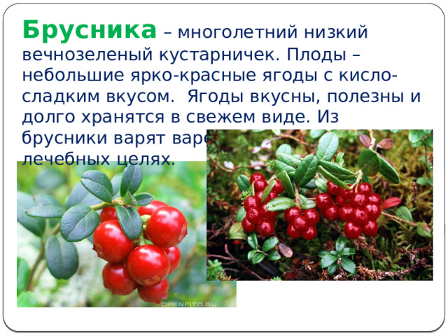 Брусника  – многолетний низкий вечнозеленый кустарничек. Плоды – небольшие ярко-красные ягоды с кисло-сладким вкусом. Ягоды вкусны, полезны и долго хранятся в свежем виде. Из брусники варят варенье, используют в лечебных целях. 