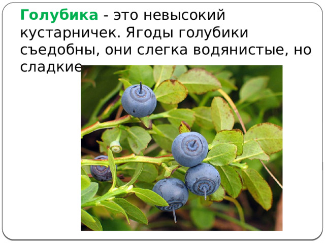 Голубика  - это невысокий кустарничек. Ягоды голубики съедобны, они слегка водянистые, но сладкие. 