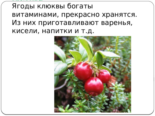 Клюква  Ягоды клюквы богаты витаминами, прекрасно хранятся. Из них приготавливают варенья, кисели, напитки и т.д. 