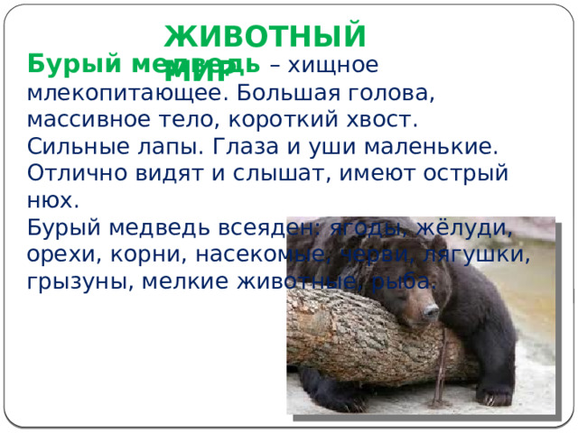 ЖИВОТНЫЙ МИР   Бурый медведь  – хищное млекопитающее. Большая голова, массивное тело, короткий хвост. Сильные лапы. Глаза и уши маленькие. Отлично видят и слышат, имеют острый нюх. Бурый медведь всеяден: ягоды, жёлуди, орехи, корни, насекомые, черви, лягушки, грызуны, мелкие животные, рыба. 