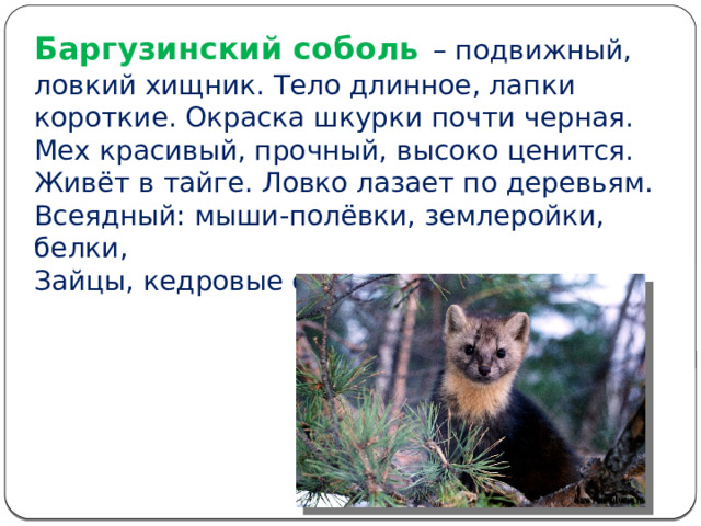 Баргузинский соболь  – подвижный, ловкий хищник. Тело длинное, лапки короткие. Окраска шкурки почти черная. Мех красивый, прочный, высоко ценится. Живёт в тайге. Ловко лазает по деревьям. Всеядный: мыши-полёвки, землеройки, белки, Зайцы, кедровые орехи, растения. 