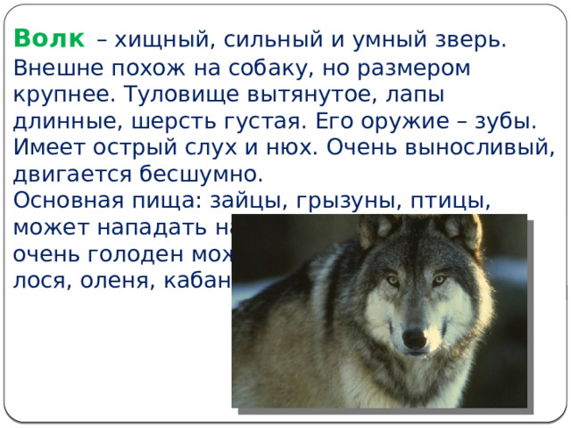 Волк  – хищный, сильный и умный зверь. Внешне похож на собаку, но размером крупнее. Туловище вытянутое, лапы длинные, шерсть густая. Его оружие – зубы. Имеет острый слух и нюх. Очень выносливый, двигается бесшумно. Основная пища: зайцы, грызуны, птицы, может нападать на домашний скот. Если очень голоден может напасть на лося, оленя, кабана. 