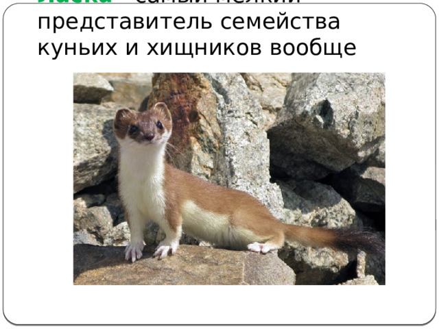 Ласка - самый мелкий представитель семейства куньих и хищников вообще 