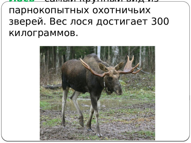 Лось - самый крупный вид из парнокопытных охотничьих зверей. Вес лося достигает 300 килограммов. 