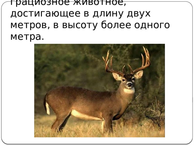 Дикий олень - стройное, грациозное животное, достигающее в длину двух метров, в высоту более одного метра. 