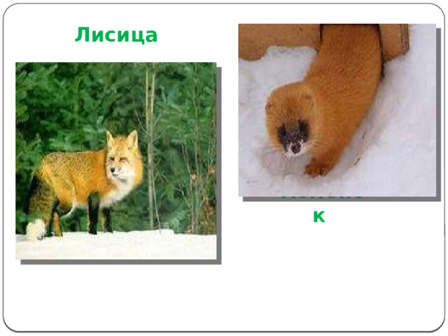 Лисица Колонок 