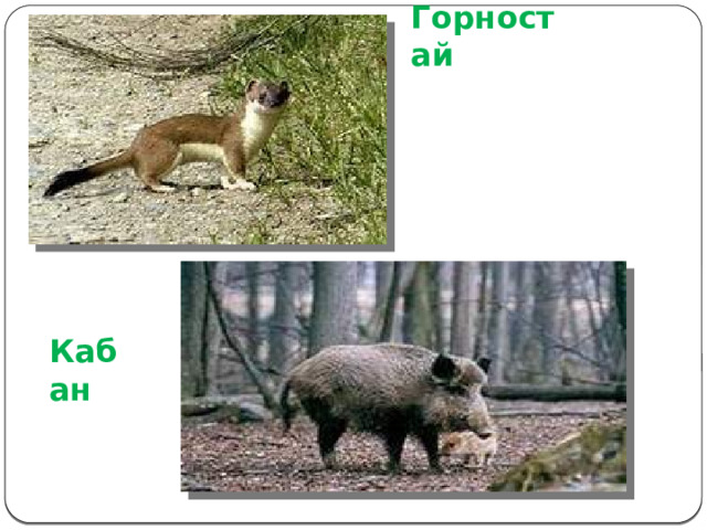 Горностай Кабан 