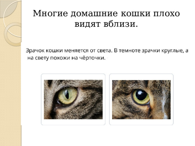 Многие домашние кошки плохо видят вблизи. 