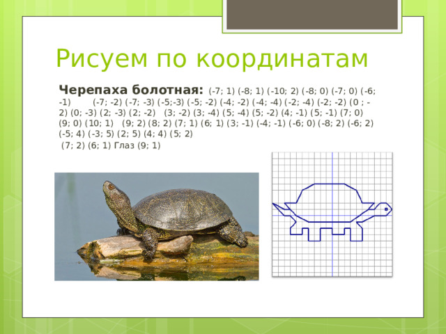 Рисуем по координатам Черепаха болотная: (-7; 1) (-8; 1) (-10; 2) (-8; 0) (-7; 0) (-6; -1) (-7; -2) (-7; -3) (-5;-3) (-5; -2) (-4; -2) (-4; -4) (-2; -4) (-2; -2) (0 ; -2) (0; -3) (2; -3) (2; -2)   (3; -2) (3; -4) (5; -4) (5; -2) (4; -1) (5; -1) (7; 0) (9; 0) (10; 1)   (9; 2) (8; 2) (7; 1) (6; 1) (3; -1) (-4; -1) (-6; 0) (-8; 2) (-6; 2) (-5; 4) (-3; 5) (2; 5) (4; 4) (5; 2)  (7; 2) (6; 1) Глаз (9; 1)     
