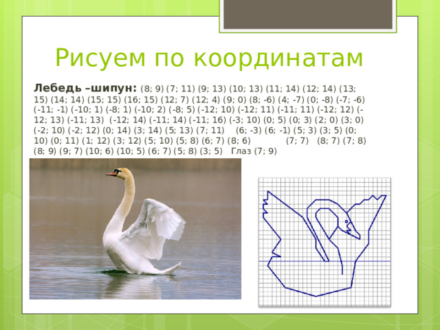 Рисуем по координатам Лебедь –шипун: (8; 9) (7; 11) (9; 13) (10; 13) (11; 14) (12; 14) (13; 15) (14; 14) (15; 15) (16; 15) (12; 7) (12; 4) (9; 0) (8; -6) (4; -7) (0; -8) (-7; -6) (-11; -1) (-10; 1) (-8; 1) (-10; 2) (-8; 5) (-12; 10) (-12; 11) (-11; 11) (-12; 12) (-12; 13) (-11; 13)  (-12; 14) (-11; 14) (-11; 16) (-3; 10) (0; 5) (0; 3) (2; 0) (3; 0) (-2; 10) (-2; 12) (0; 14) (3; 14) (5; 13) (7; 11) (6; -3) (6; -1) (5; 3) (3; 5) (0; 10) (0; 11) (1; 12) (3; 12) (5; 10) (5; 8) (6; 7) (8; 6) (7; 7)   (8; 7) (7; 8) (8; 9) (9; 7) (10; 6) (10; 5) (6; 7) (5; 8) (3; 5)   Глаз (7; 9)     