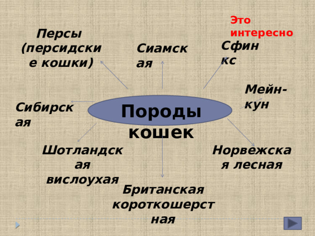 Это интересно Персы (персидские кошки) Сфинкс  Сиамская Мейн-кун Сибирская  Породы кошек Норвежская лесная Шотландская вислоухая Британская короткошерстная 