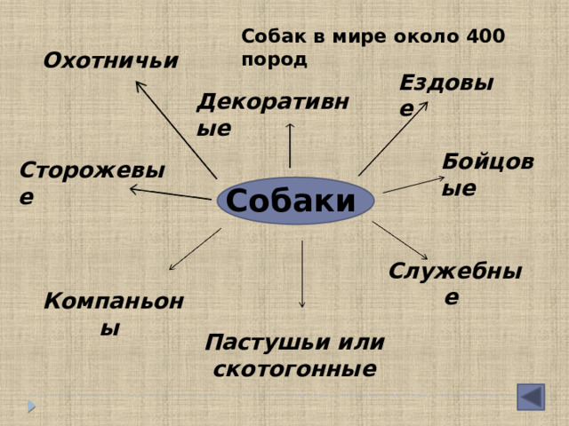 Собак в мире около 400 пород Охотничьи Ездовые  Декоративные Бойцовые Сторожевые  Собаки  Служебные Компаньоны Пастушьи или скотогонные 