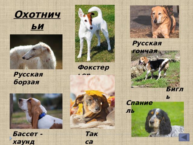 Охотничьи Русская гончая Фокстерьер  Русская борзая Бигль  Спаниель  Такса  Бассет - хаунд 