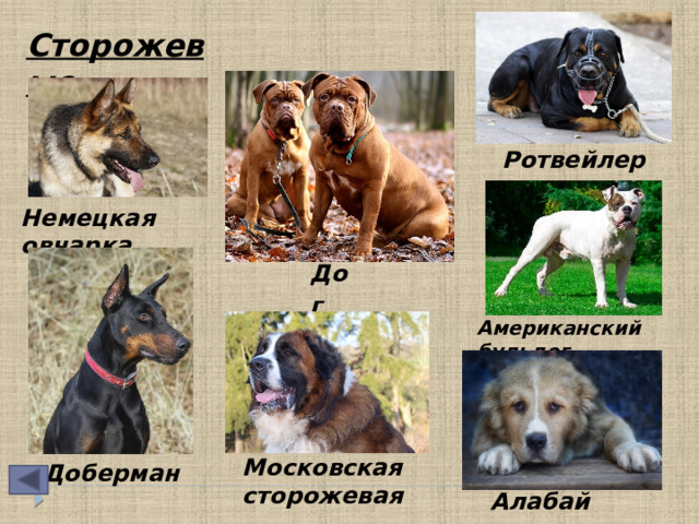 Сторожевые   Ротвейлер  Немецкая овчарка Дог  Американский бульдог  Московская сторожевая Доберман  Алабай  
