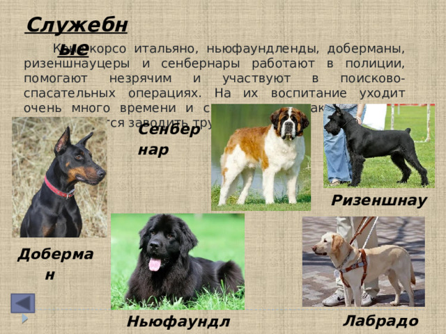 Служебные   Кане-корсо итальяно, ньюфаундленды, доберманы, ризеншнауцеры и сенбернары работают в полиции, помогают незрячим и участвуют в поисково-спасательных операциях. На их воспитание уходит очень много времени и сил, поэтому таких псов не рекомендуется заводить трудоголикам.  Сенбернар   Ризеншнауцер  Доберман  Лабрадор  Ньюфаундленд 