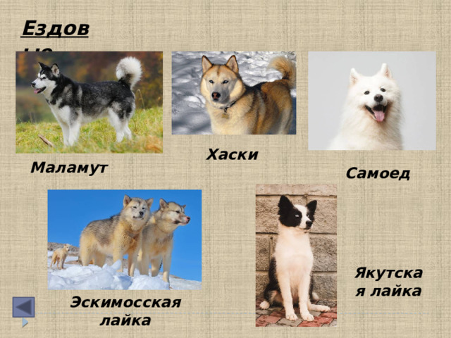 Ездовые   Хаски  Маламут   Самоед  Якутская лайка Эскимосская лайка 