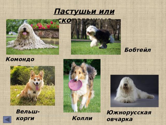 Пастушьи или скотогонные Бобтейл  Комондор  Вельш-корги Южнорусская овчарка Колли  