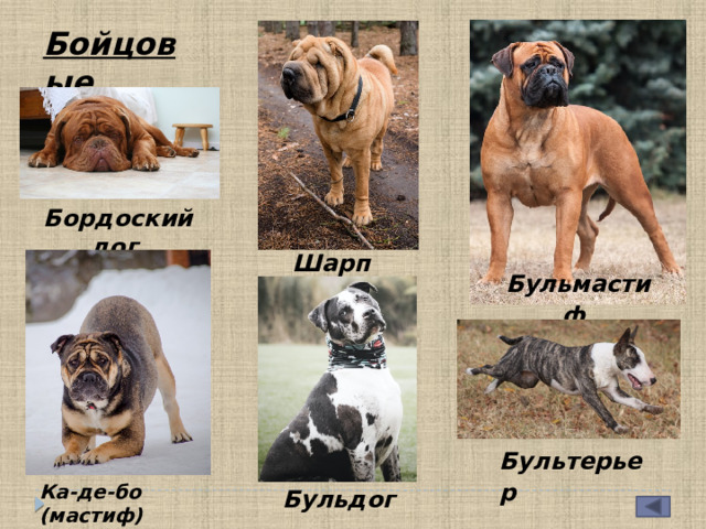 Бойцовые  Бордоский дог Шарпей  Бульмастиф  Бультерьер   Ка-де-бо (мастиф)  Бульдог  