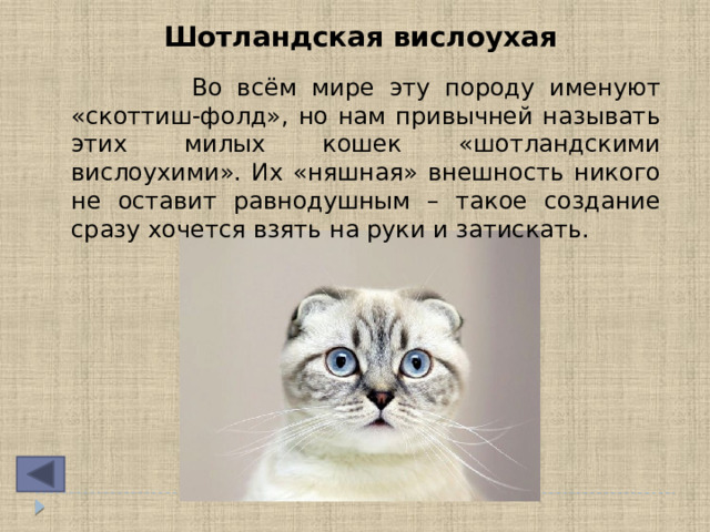 Шотландская вислоухая  Во всём мире эту породу именуют «скоттиш-фолд», но нам привычней называть этих милых кошек «шотландскими вислоухими». Их «няшная» внешность никого не оставит равнодушным – такое создание сразу хочется взять на руки и затискать. 
